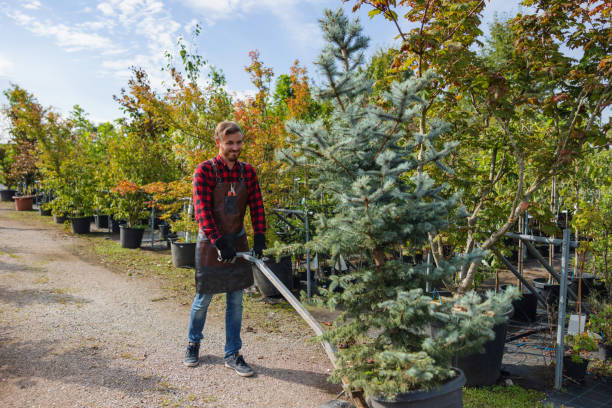 How Our Tree Care Process Works  in Wading River, NY